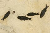 Stunning Natural Green River Fossil Fish Mural - Wyoming #327747-8